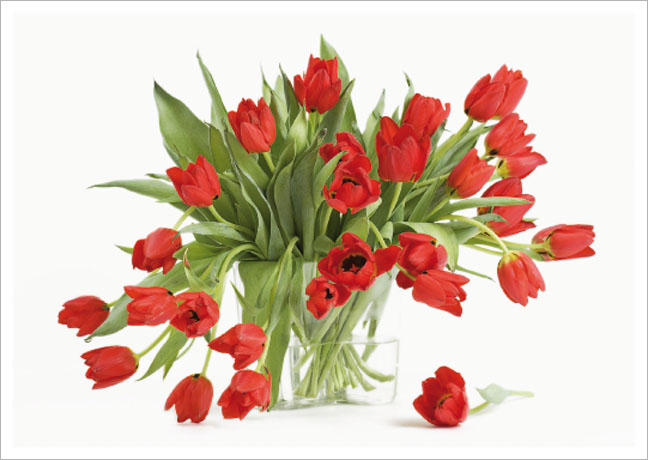 Postkarte Rote Tulpen