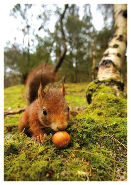 Postkarte Eichhörnchen mit Haselnuss