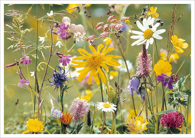 Postkarte Wiesenblumen