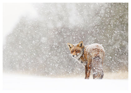 Postkarte Rotfuchs im Schnee