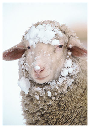 Postkarte Schaf mit Schneemütze