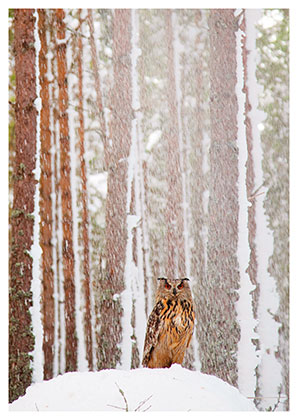 Postkarte Uhu im schneeverhangenem Wald