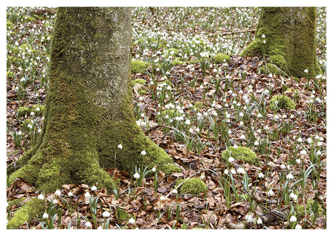 Postkarte Märzbecherfeld im Wald