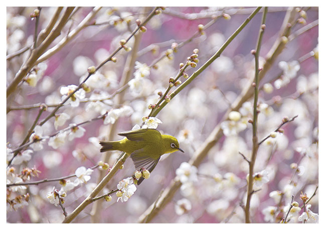 Postkarte Brillenvogel im Kirschbaum