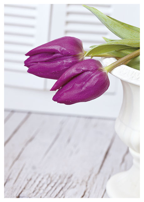 Postkarte Zwei pinke Tulpen