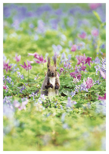 Postkarte Eichhörnchen im Blumenfeld