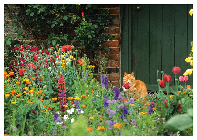 Postkarte Traditioneller Bauerngarten mit Katze