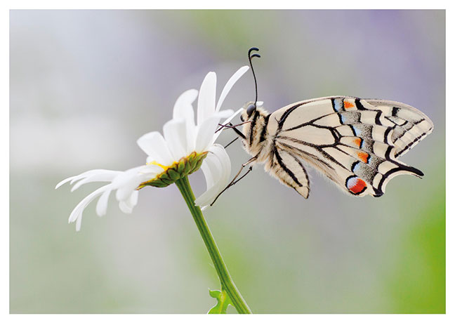 Postkarte Schwalbenschwanz auf Margerite Papilio machaon