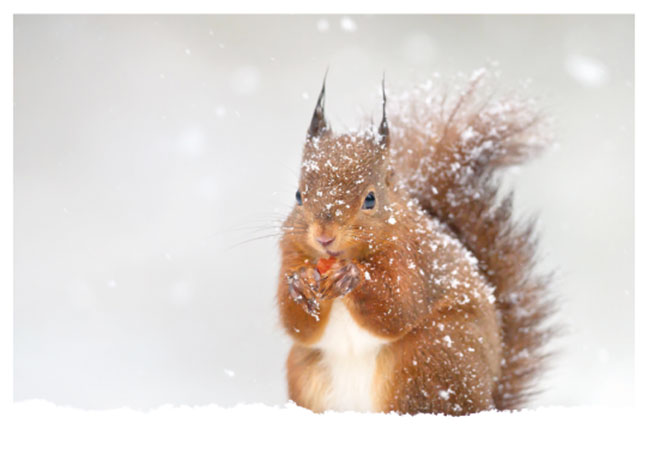 Postkarte Eichhörnchen im Winter