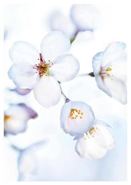 Postkarte Japanische Kirschblüte