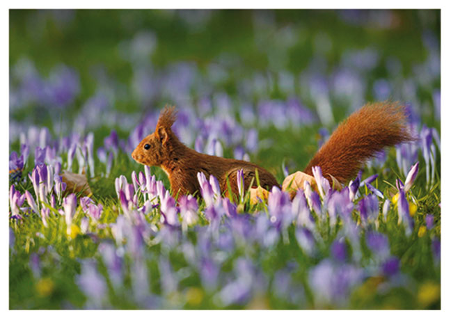Postkarte Eichhörnchen auf einer Krokuswiese