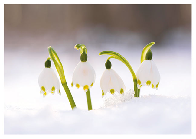Postkarte Märzenbecher im Schnee