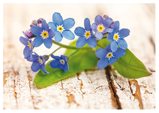 Postkarte Vergissmeinnicht-Blüten auf Holz