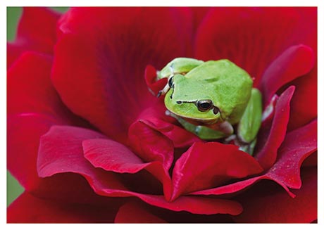 Postkarte Laubfrosch auf roter Rose