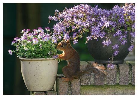 Postkarte Eichhörnchen zwischen Blumentöpfen