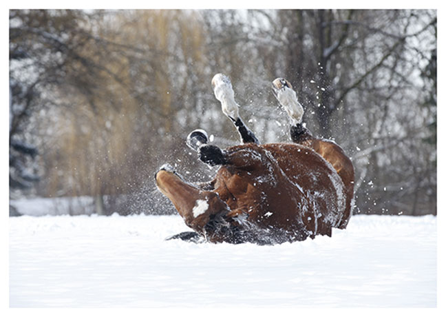 Postkarte Pferde Winter-Wellness