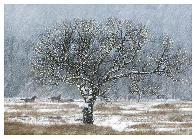 Postkarte Übers Schnee bedeckte Feld
