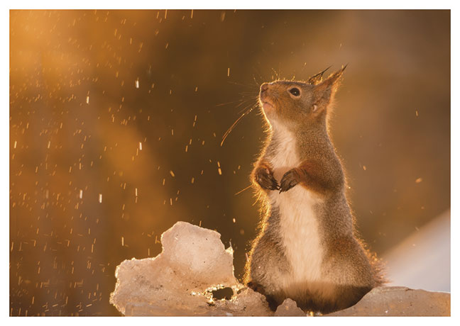 Postkarte Eichhörnchen im Schnee