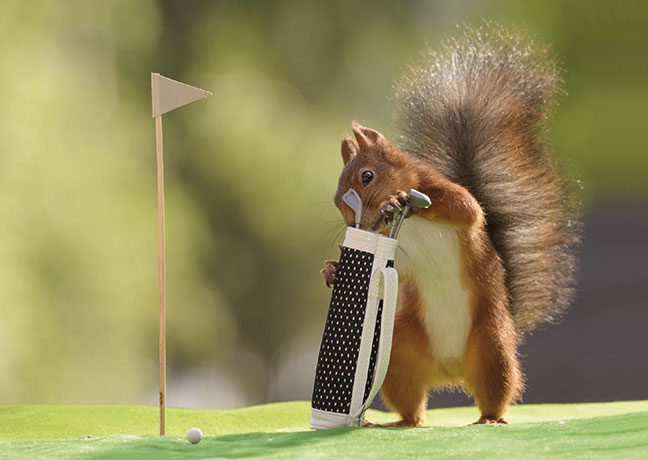 Postkarte Eichhörnchen beim golfen