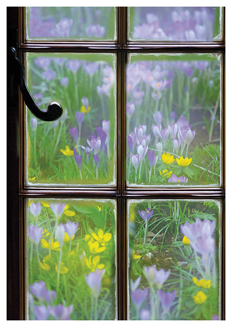 Postkarte Krokus-Fenster