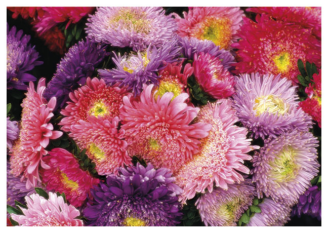 Postkarte Blütenpracht