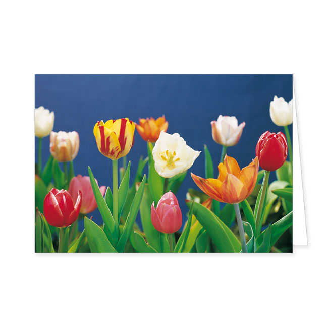 Doppelkarte Tulpen vor blauem Hintergrund- Rannenberg & Friends