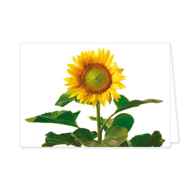Doppelkarte Sonnenblume- Rannenberg &amp; Friends