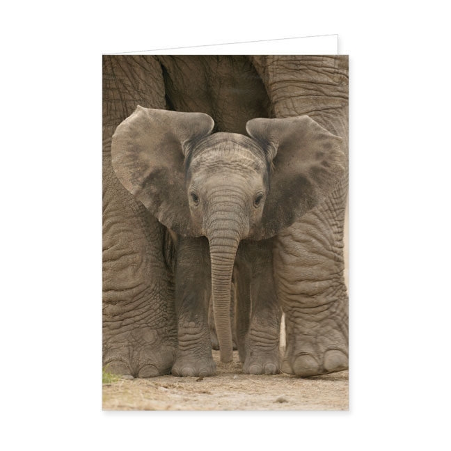 Doppelkarte Afrikanisches Elefantenbaby- Rannenberg & Friends