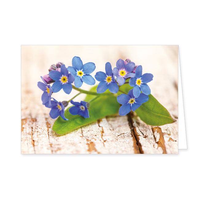 Doppelkarte Vergissmeinnicht-Blüten auf Holz- Rannenberg &amp; Friends