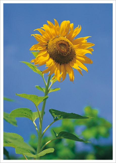 Postkarte Sonnenblume vor blauem Himmel - Postkarte A6 10,5 x 14,8 cm