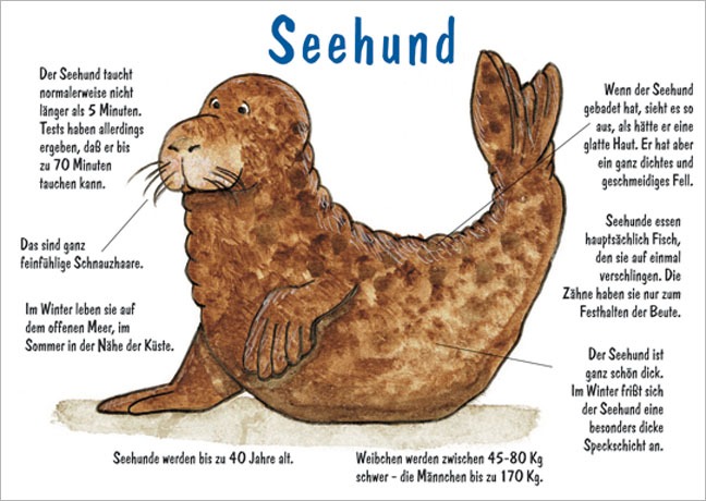 Postkarte Seehund - Postkarte A6 105 x 148 cm
