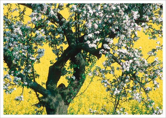 Postkarte Apfelbaum im Raps - Postkarte A6 10,5 x 14,8 cm