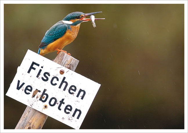 Postkarte Fischen verboten Eisvogel - Postkarte A6 10,5 x 14,8 cm