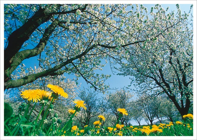 Postkarte Frühlingswiese - Postkarte A6 105 x 148 cm