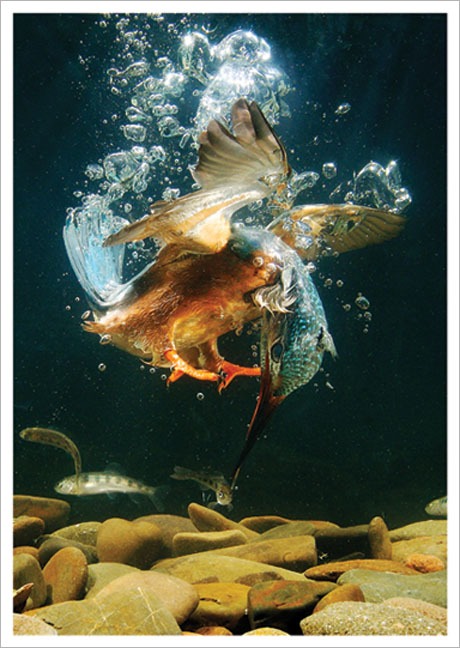 Postkarte Eisvogel beim Tauchen - Postkarte A6 105 x 148 cm