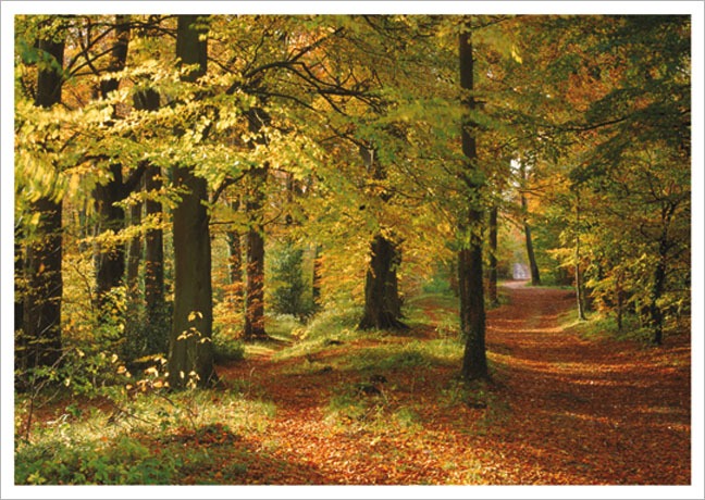 Postkarte Herbstwald - Postkarte A6 105 x 148 cm