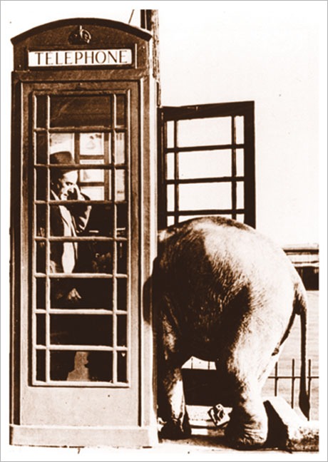 Postkarte Elefant in Telefonzelle - Postkarte A6 105 x 148 cm
