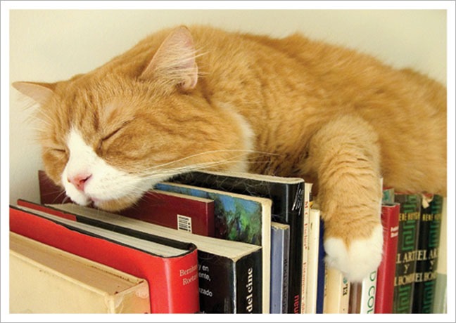 Postkarte Schlafende Katze auf Büchern - Postkarte A6 105 x 148 cm