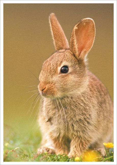 Postkarte Kaninchen im Feld - Postkarte A6 10,5 x 14,8 cm