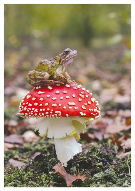 Postkarte Frosch auf Pilzsitz - Postkarte A6 10,5 x 14,8 cm