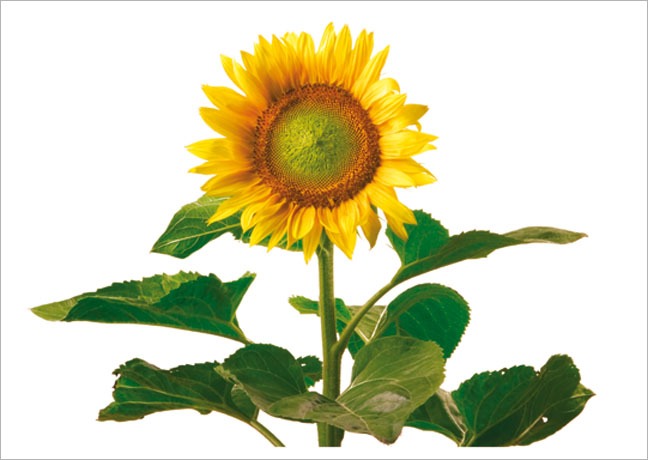 Postkarte Sonnenblume - Postkarte A6 10,5 x 14,8 cm