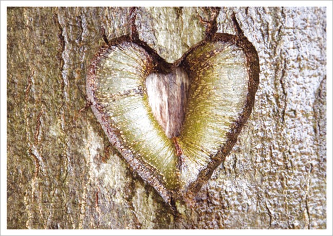 Postkarte Herz im Baum - Postkarte A6 105 x 148 cm