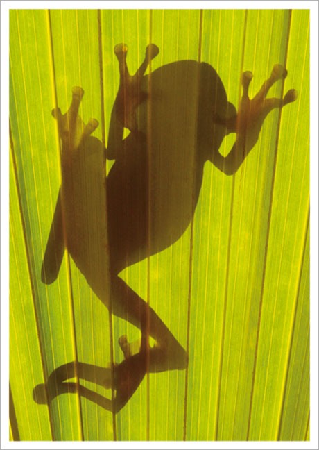 Postkarte Chachi Tree Frog Hyla picturata - Postkarte A6 10,5 x 14,8 cm