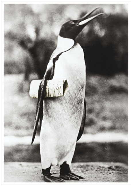 Postkarte Pinguin mit Notenblatt - Postkarte A6 10,5 x 14,8 cm