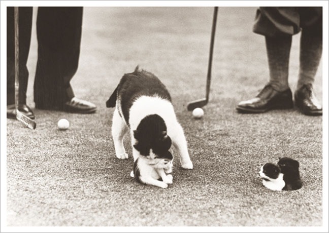 Postkarte Golf mit Katze - Postkarte A6 10,5 x 14,8 cm