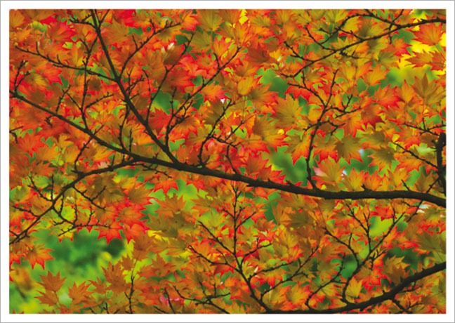 Postkarte Herbstbaum - Postkarte A6 105 x 148 cm