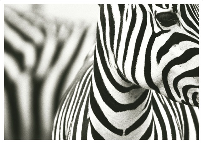 Postkarte Zebra - Postkarte A6 105 x 148 cm