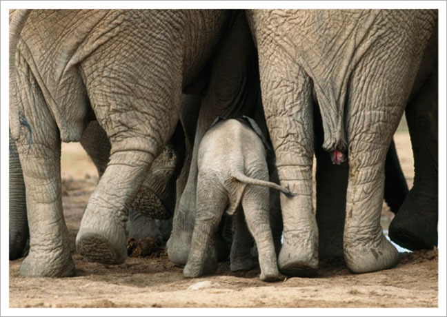 Postkarte Afrikanischen Elefantenfamilie - Postkarte A6 105 x 148 cm