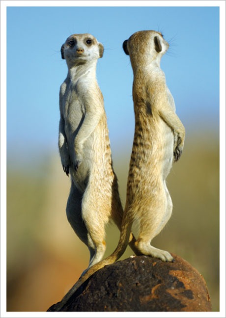 Postkarte Erdmännchen Suricata suricatta - Rücken an Rücken - Postkarte A6 105 x 148 cm