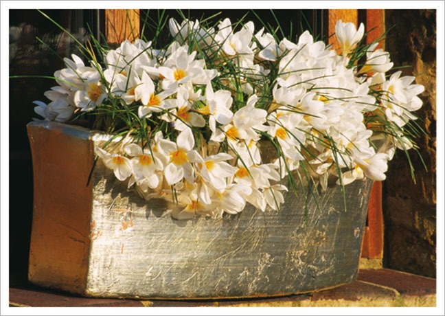 Postkarte Krokusse im Blumenkasten - Postkarte A6 105 x 148 cm